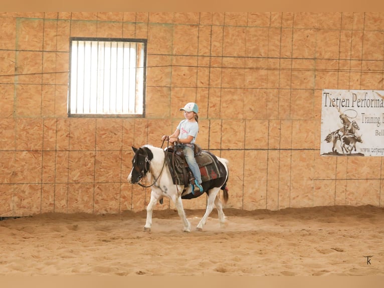 Weitere Ponys/Kleinpferde Wallach 11 Jahre 95 cm Schecke in Bellevue