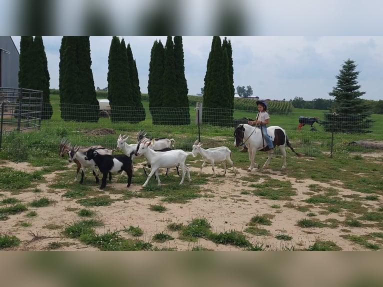 Weitere Ponys/Kleinpferde Wallach 11 Jahre 95 cm Schecke in Bellevue