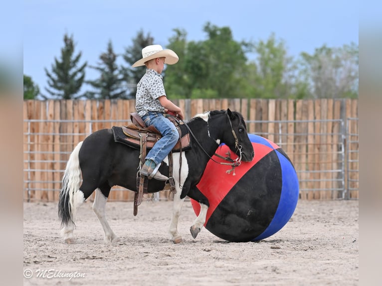 Weitere Ponys/Kleinpferde Wallach 11 Jahre 97 cm Schecke in Rigby