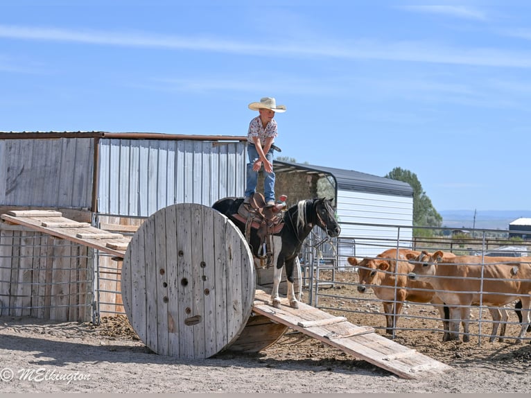 Weitere Ponys/Kleinpferde Wallach 11 Jahre 97 cm Schecke in Rigby