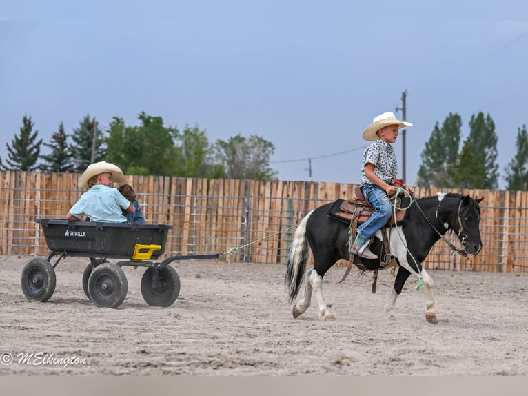 Weitere Ponys/Kleinpferde Wallach 11 Jahre 97 cm Schecke in Rigby