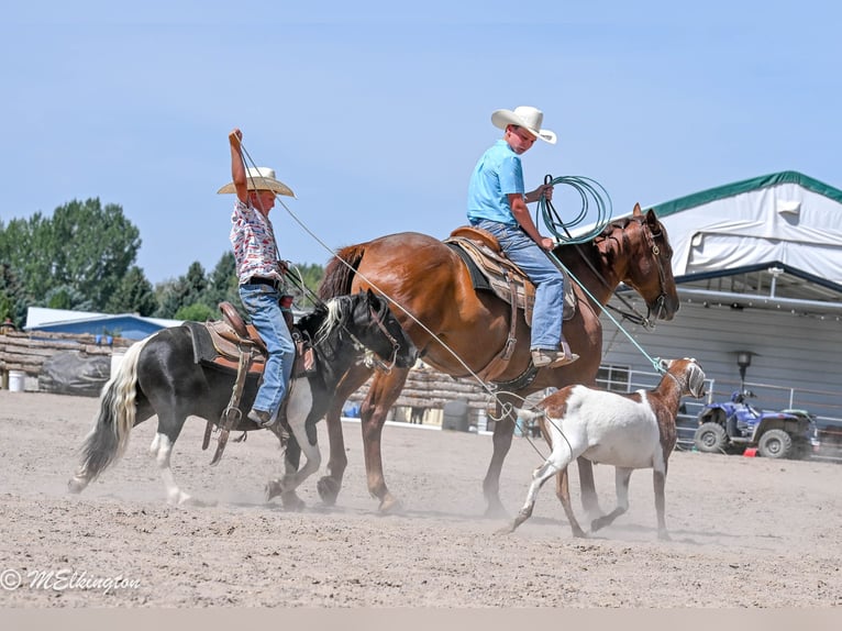 Weitere Ponys/Kleinpferde Wallach 11 Jahre 97 cm Schecke in Rigby
