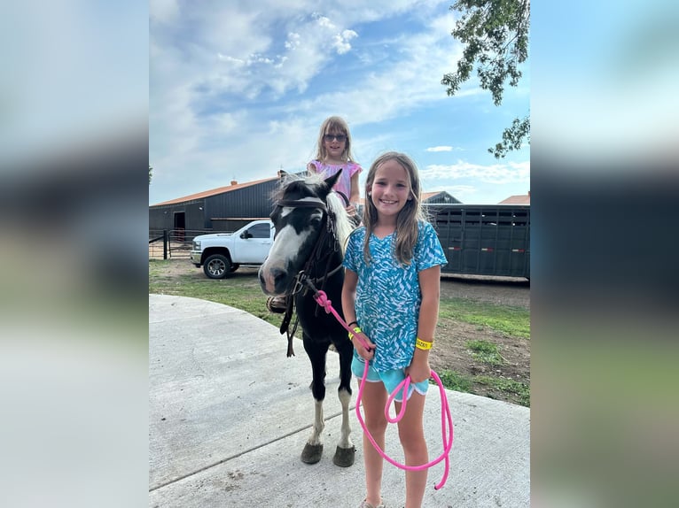 Weitere Ponys/Kleinpferde Wallach 12 Jahre 102 cm Schecke in Brandon
