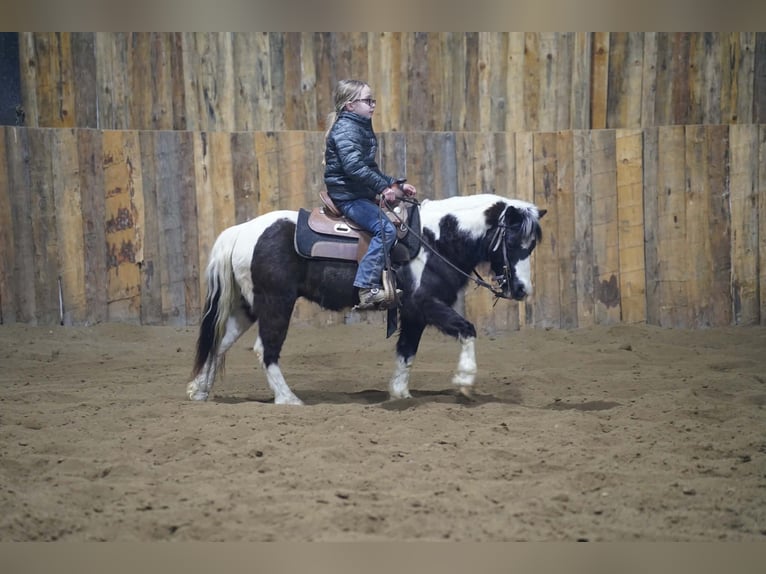 Weitere Ponys/Kleinpferde Wallach 12 Jahre 102 cm Schecke in Brandon