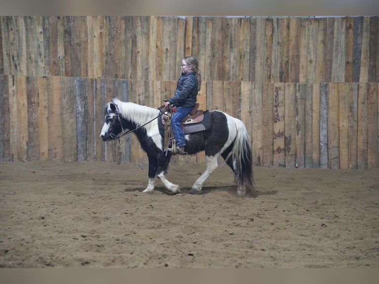 Weitere Ponys/Kleinpferde Wallach 12 Jahre 102 cm Schecke in Brandon