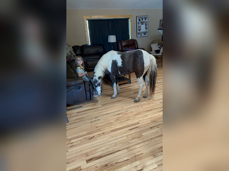 Weitere Ponys/Kleinpferde Wallach 12 Jahre 102 cm Schecke in Brandon