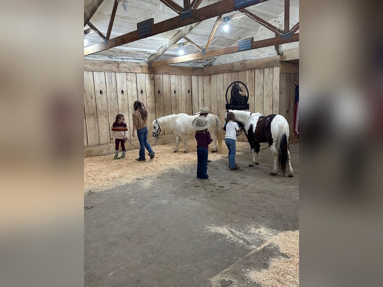 Weitere Ponys/Kleinpferde Wallach 12 Jahre 102 cm Schecke in Brandon