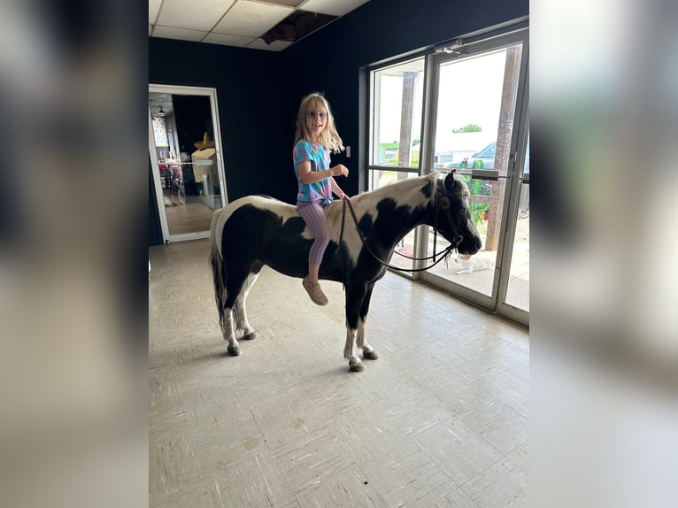 Weitere Ponys/Kleinpferde Wallach 12 Jahre 102 cm Schecke in Brandon