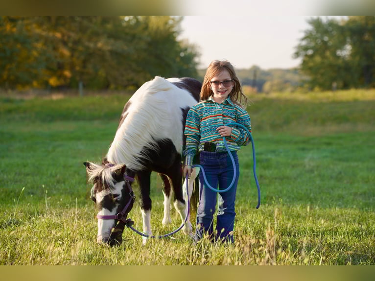 Weitere Ponys/Kleinpferde Wallach 12 Jahre 102 cm Schecke in Brandon