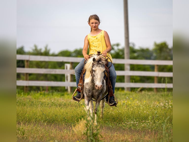Weitere Ponys/Kleinpferde Wallach 12 Jahre 102 cm Schecke in Ewing