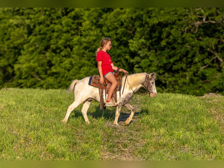 Weitere Ponys/Kleinpferde Wallach 12 Jahre 102 cm Schecke in Ewing