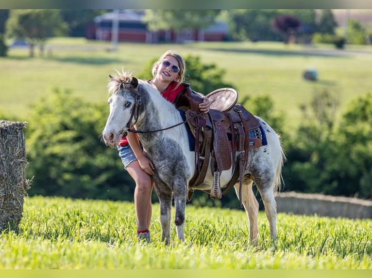 Weitere Ponys/Kleinpferde Wallach 12 Jahre 102 cm Schecke in Ewing