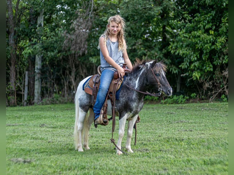 Weitere Ponys/Kleinpferde Wallach 12 Jahre 104 cm  in Ewing