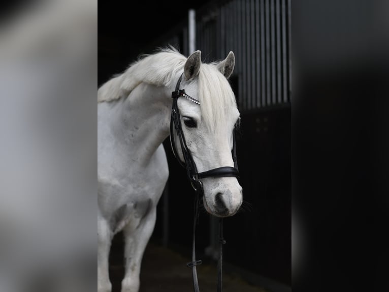 Weitere Ponys/Kleinpferde Wallach 12 Jahre 116 cm Schecke in Geilenkirchen