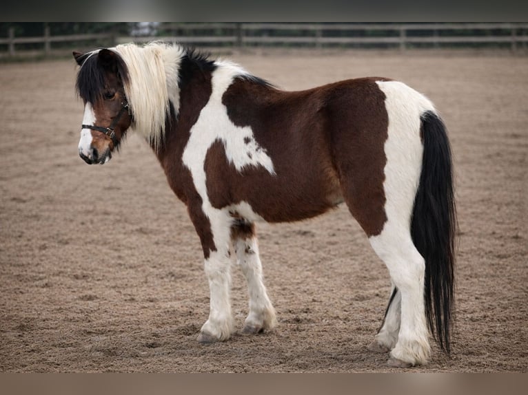Weitere Ponys/Kleinpferde Wallach 12 Jahre 119 cm Schecke in Osceola