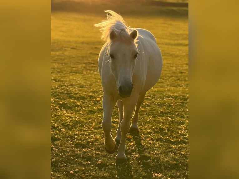 Weitere Ponys/Kleinpferde Wallach 12 Jahre 120 cm Schimmel in Großkönigsförde