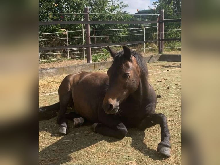Weitere Ponys/Kleinpferde Wallach 12 Jahre 130 cm Dunkelbrauner in Espenau