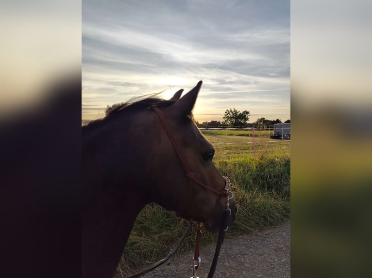 Weitere Ponys/Kleinpferde Wallach 12 Jahre 130 cm Dunkelbrauner in Espenau