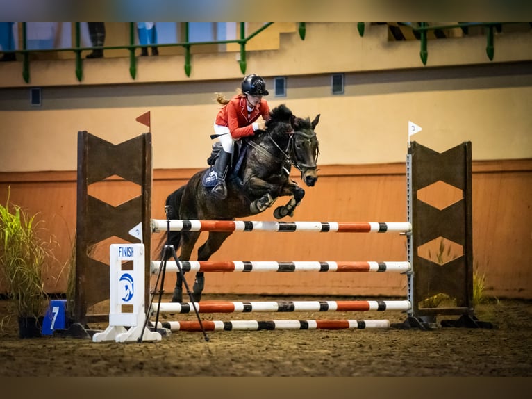 Weitere Ponys/Kleinpferde Wallach 12 Jahre 136 cm Rotbrauner in Murowana Goślina
