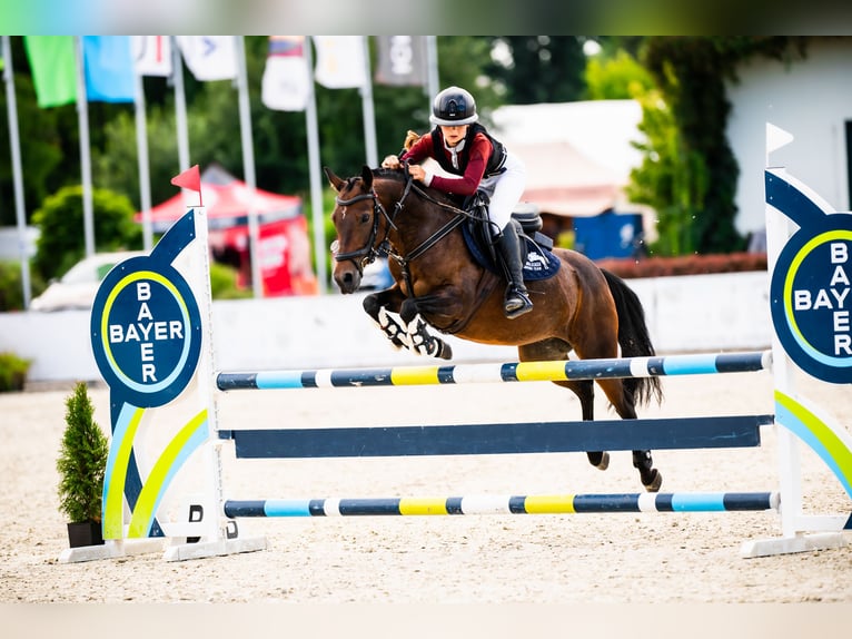 Weitere Ponys/Kleinpferde Wallach 12 Jahre 136 cm Rotbrauner in Murowana Goślina