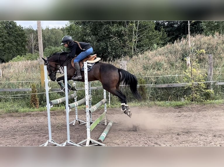 Weitere Ponys/Kleinpferde Wallach 12 Jahre 136 cm Rotbrauner in Murowana Goślina