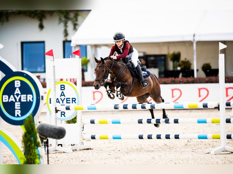 Weitere Ponys/Kleinpferde Wallach 12 Jahre 136 cm Rotbrauner in Murowana Goślina
