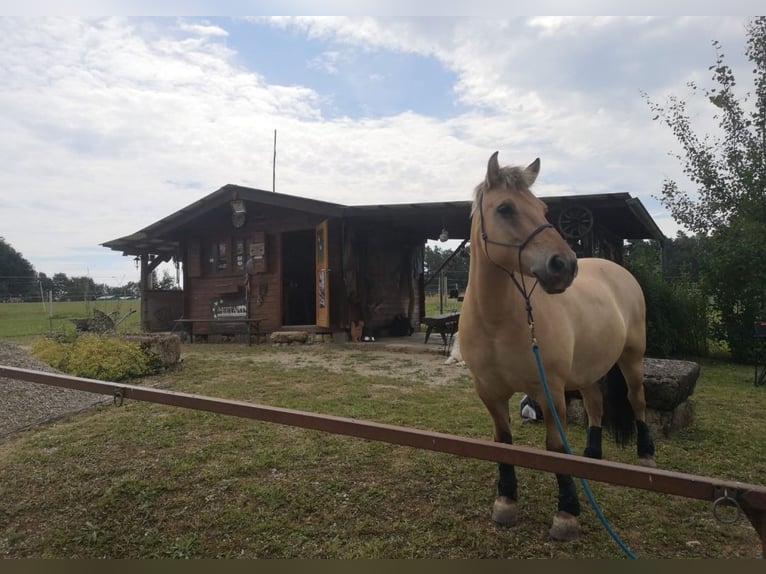 Weitere Ponys/Kleinpferde Wallach 12 Jahre 143 cm Falbe in Ellwangen (Jagst)