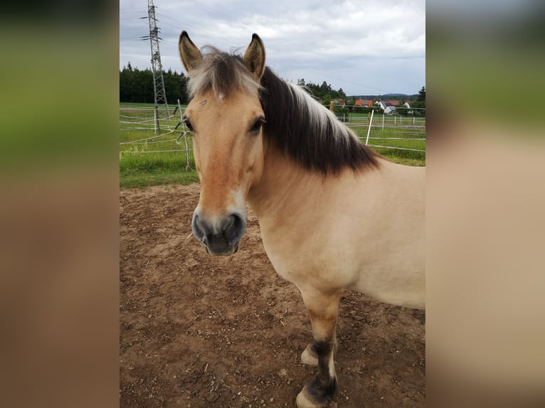 Weitere Ponys/Kleinpferde Wallach 12 Jahre 143 cm Falbe in Ellwangen (Jagst)