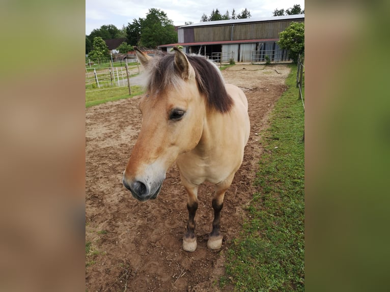 Weitere Ponys/Kleinpferde Wallach 12 Jahre 143 cm Falbe in Ellwangen (Jagst)