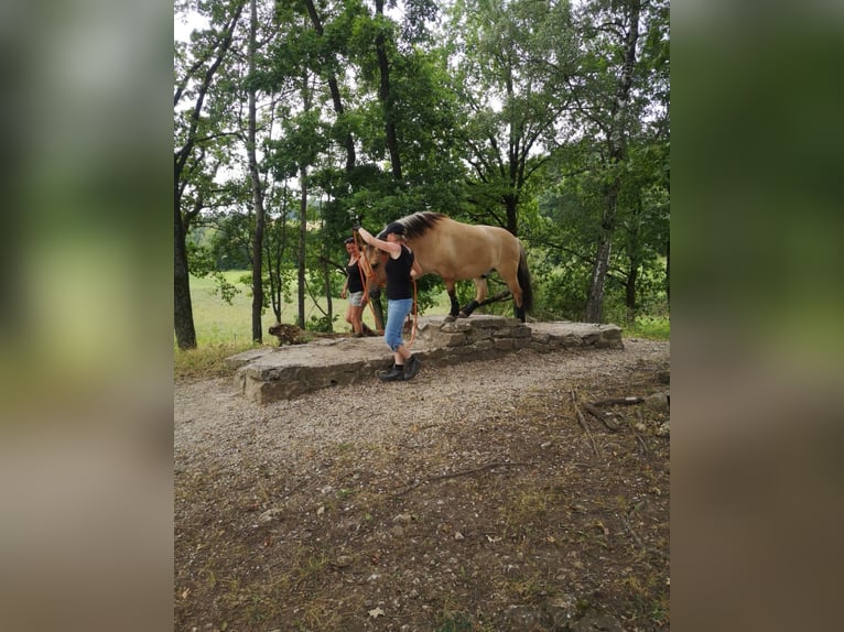 Weitere Ponys/Kleinpferde Wallach 12 Jahre 143 cm Falbe in Ellwangen (Jagst)