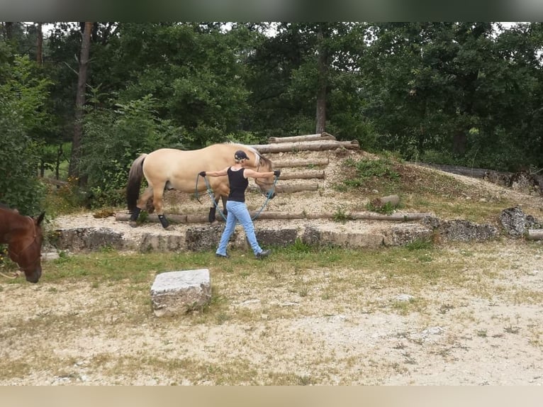 Weitere Ponys/Kleinpferde Wallach 12 Jahre 143 cm Falbe in Ellwangen (Jagst)