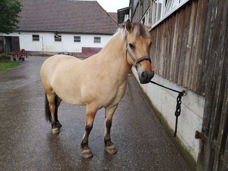 Weitere Ponys/Kleinpferde Wallach 12 Jahre 143 cm Falbe in Ellwangen (Jagst)