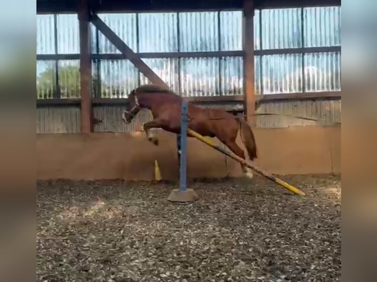 Weitere Ponys/Kleinpferde Wallach 12 Jahre 147 cm Fuchs in Badbergen
