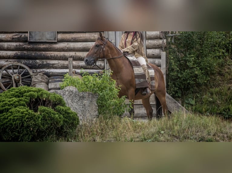 Weitere Ponys/Kleinpferde Wallach 12 Jahre 148 cm Brauner in Graben