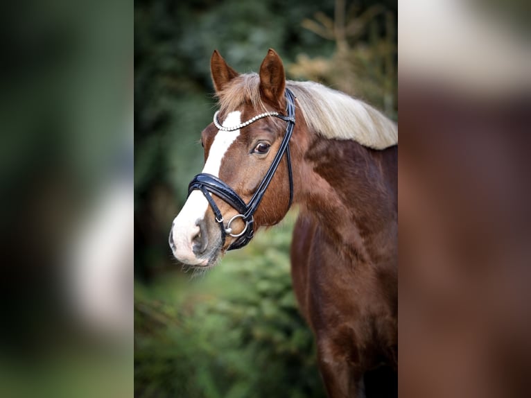 Weitere Ponys/Kleinpferde Wallach 12 Jahre 148 cm Dunkelfuchs in Mülheim an der Ruhr