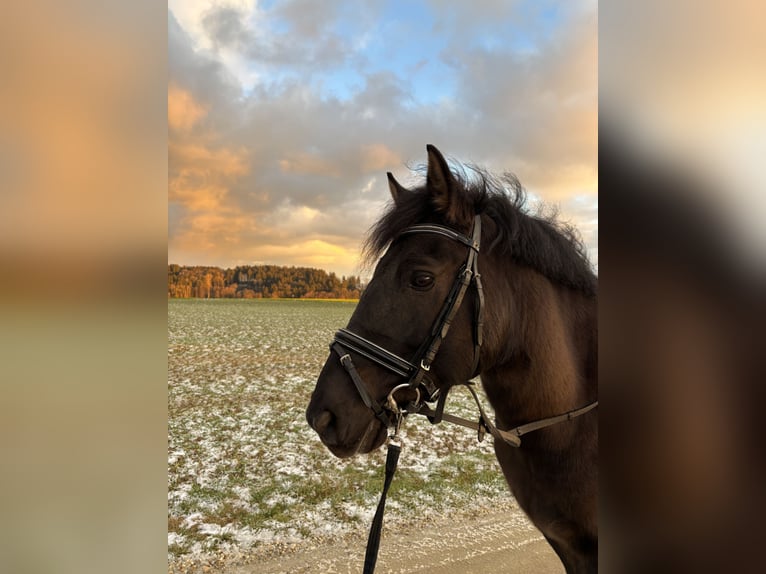 Weitere Ponys/Kleinpferde Wallach 12 Jahre 150 cm Rappe in Massing