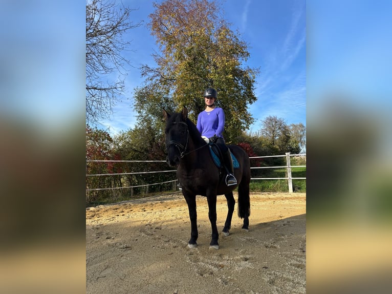 Weitere Ponys/Kleinpferde Wallach 12 Jahre 150 cm Rappe in Massing