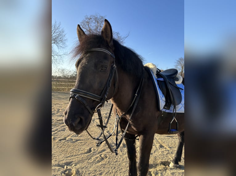 Weitere Ponys/Kleinpferde Wallach 12 Jahre 150 cm Rappe in Massing