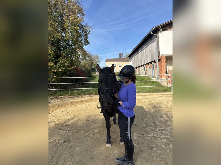 Weitere Ponys/Kleinpferde Wallach 12 Jahre 150 cm Rappe in Massing