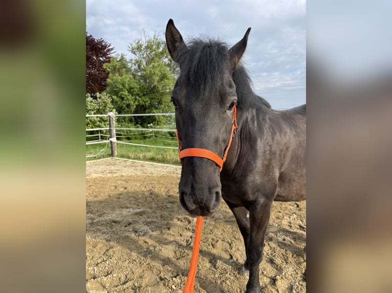 Weitere Ponys/Kleinpferde Wallach 12 Jahre 150 cm Rappe in Massing