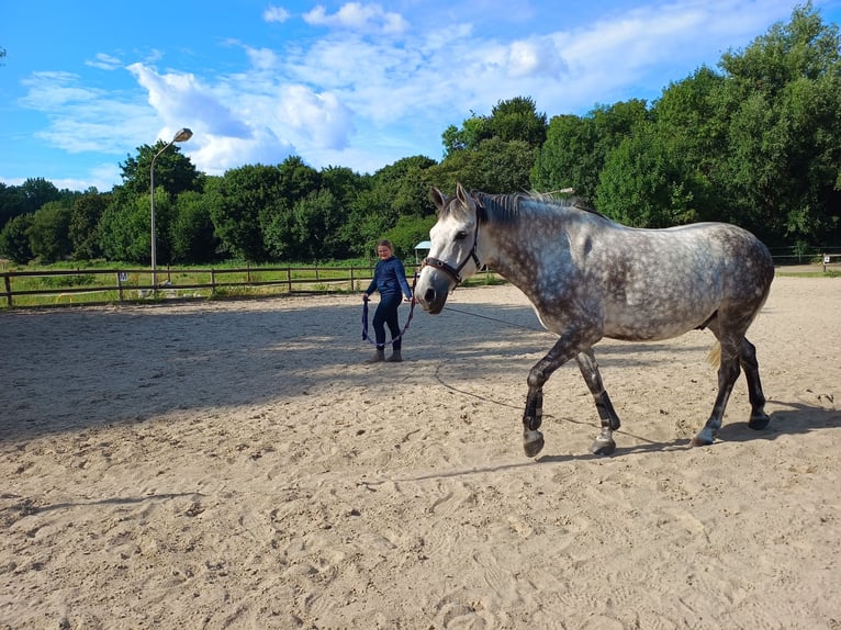 Weitere Ponys/Kleinpferde Mix Wallach 12 Jahre 153 cm Schimmel in Herne