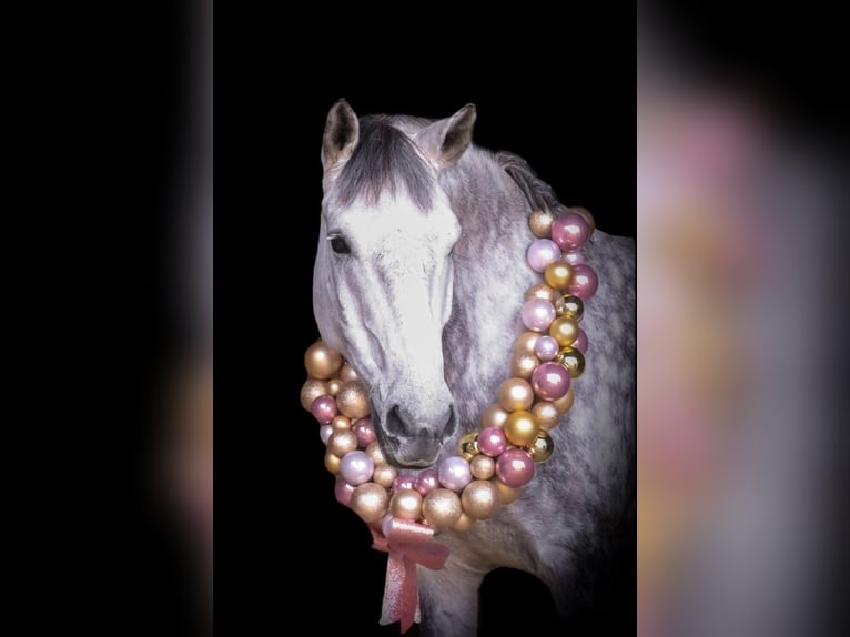 Weitere Ponys/Kleinpferde Mix Wallach 12 Jahre 153 cm Schimmel in Herne