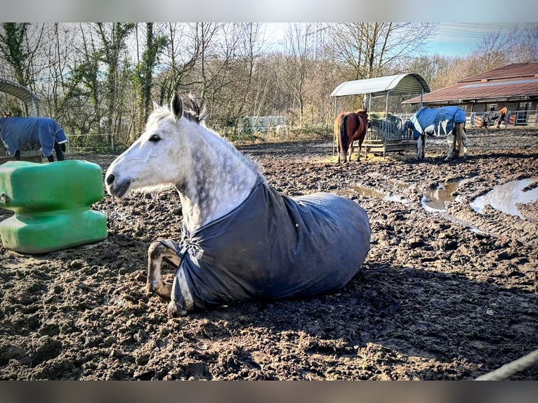 Weitere Ponys/Kleinpferde Mix Wallach 12 Jahre 153 cm Schimmel in Herne