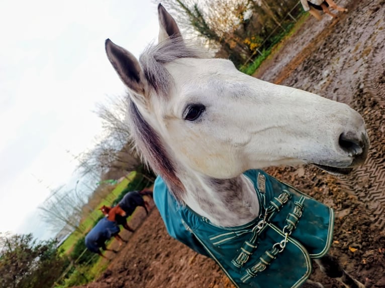 Weitere Ponys/Kleinpferde Mix Wallach 12 Jahre 153 cm Schimmel in Herne