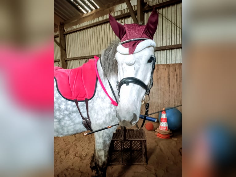 Weitere Ponys/Kleinpferde Mix Wallach 12 Jahre 153 cm Schimmel in Herne