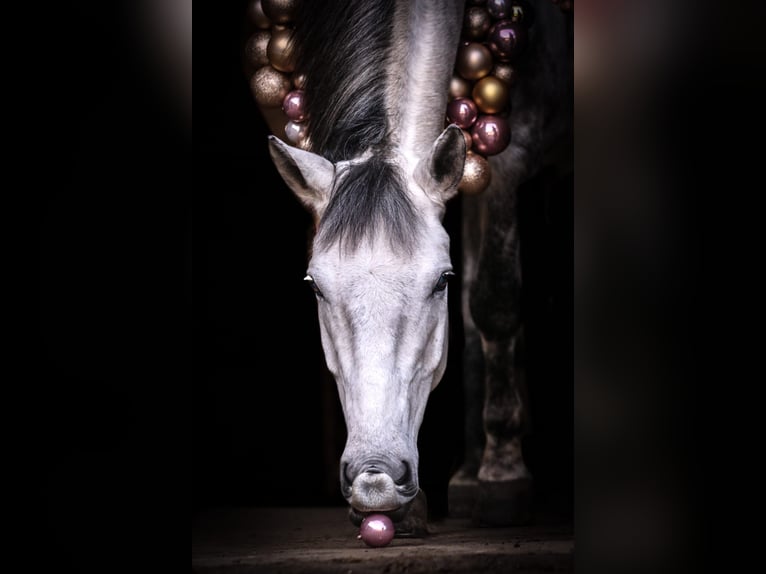 Weitere Ponys/Kleinpferde Mix Wallach 12 Jahre 153 cm Schimmel in Herne