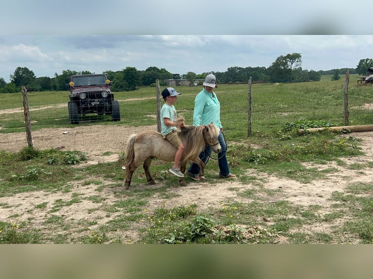 Weitere Ponys/Kleinpferde Wallach 12 Jahre 79 cm in Carthage, TX