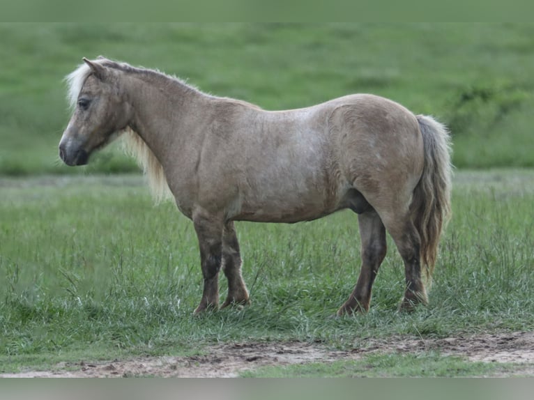 Weitere Ponys/Kleinpferde Wallach 12 Jahre 79 cm in Carthage, TX