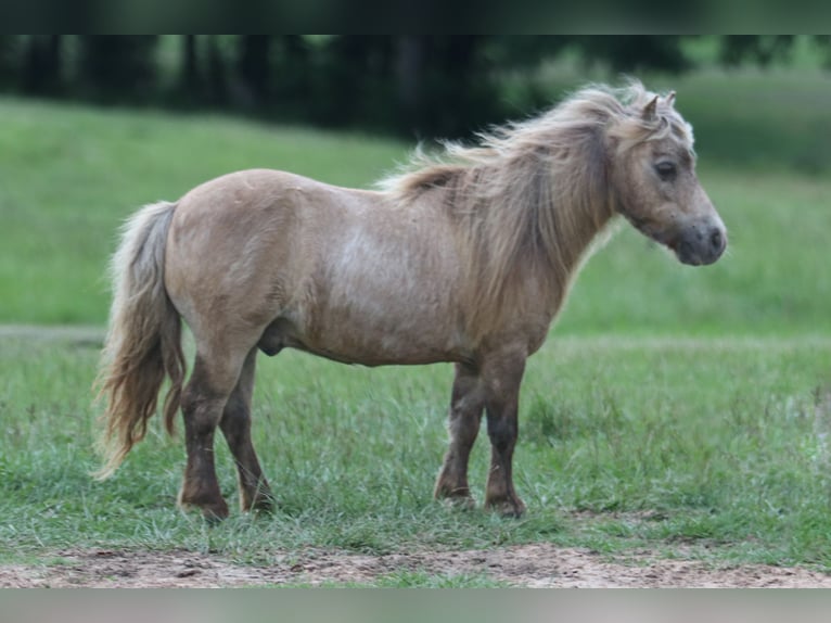 Weitere Ponys/Kleinpferde Wallach 12 Jahre 79 cm in Carthage, TX