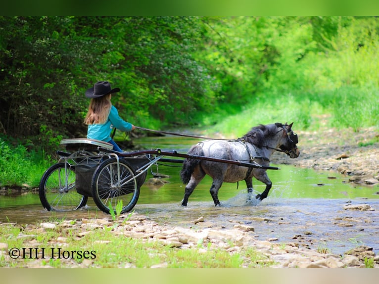 Weitere Ponys/Kleinpferde Wallach 12 Jahre 86 cm Roan-Bay in Hillsboro, KY